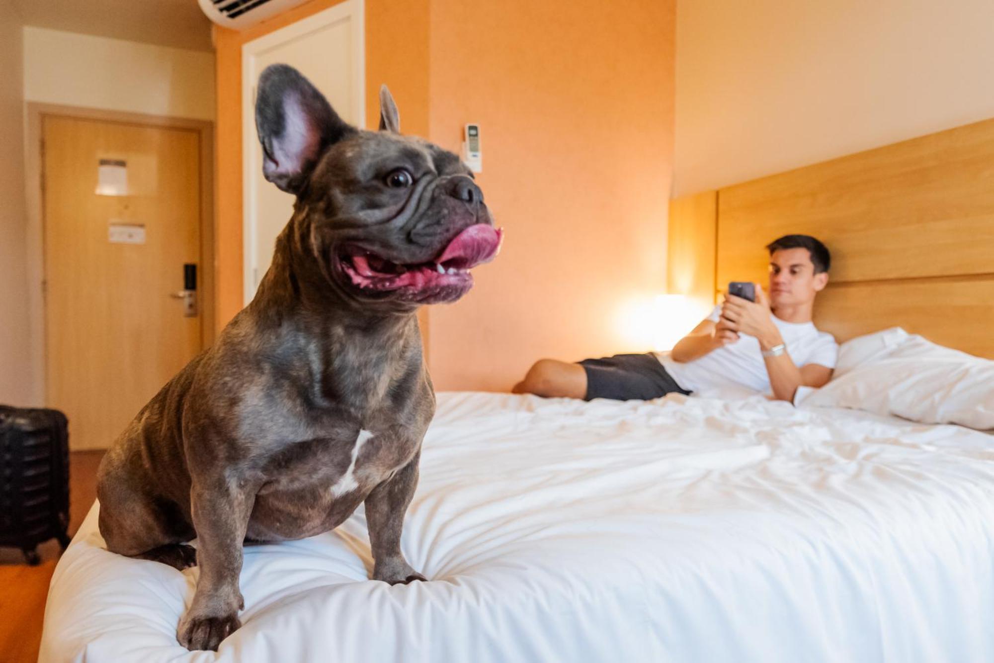 Ibis Moinhos De Vento 3* Porto Alegre